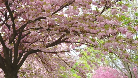 Big blossoming cherry tree in spring Stock Footage 153379361