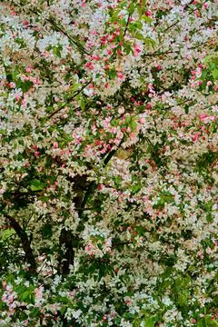 The big blossoming tree Foto stock