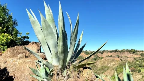 Big blue agave growing on stone cliff. Stock Footage 306129111