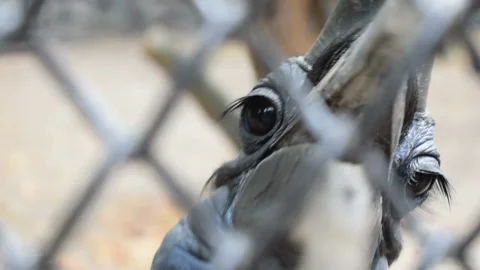 Big blue bird close up. She bites the lattice Vídeo Stock 101432030