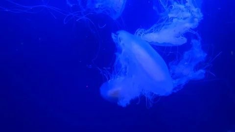 Big blue glowing translucent jellyfish medusa swimming in ocean in 4K Stock Footage 104261676