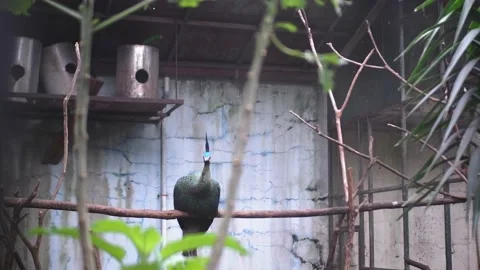 The Big Blue-green Peacock Stock Footage 229822052