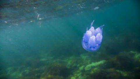 Big blue jellyfish floating under the water Stock-Footage 88514679