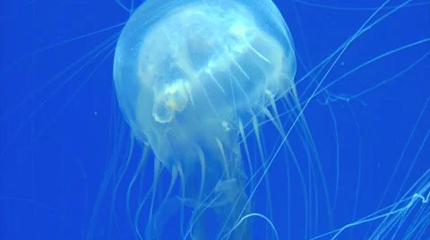 Big Blue Jellyfish Stock Footage 7181488