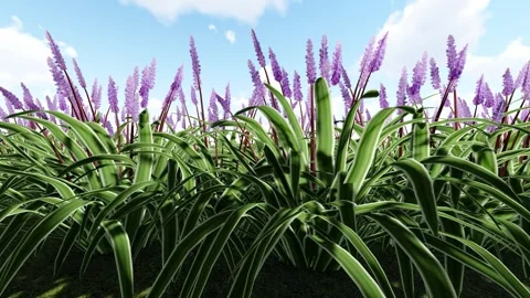 Big Blue Lilyturf flower Stock-Footage 342035893