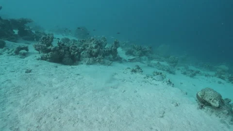 Big Blue Octopus Chase (Octopus cyanea), Macro Shot 8. Stock Footage 336953720
