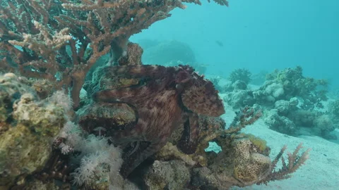 Big Blue Octopus hiding under coral head Stock Footage 334137316