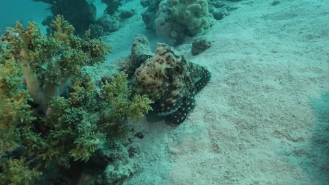 Big Blue Octopus moving across the reef  Stock Footage 334136911