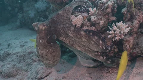 Big Blue Octopus (Octopus cyanea) in Coral Reef, Underwater Macro Shot 1. Stock Footage 336950775