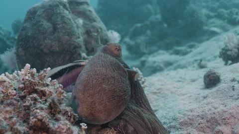 Big Blue Octopus (Octopus cyanea) with Reef Fish, Macro Shot 2. Stock Footage 336951385