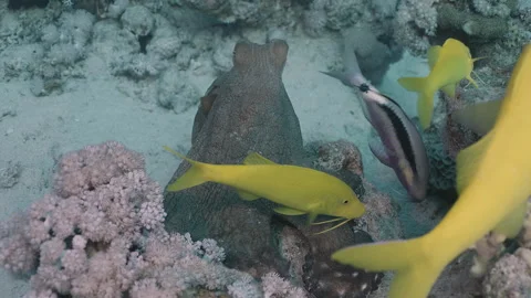 Big Blue Octopus (Octopus cyanea) and Reef Fish, Macro Shot 3. Stock Footage 336951660