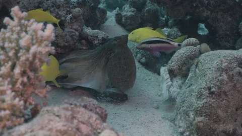 Big Blue Octopus (Octopus cyanea) and Reef Fish, Macro Shot 4. Stock Footage 336952129
