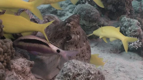 Big Blue Octopus (Octopus cyanea) and Reef Fish, Macro Shot 7. Stock Footage 336952394