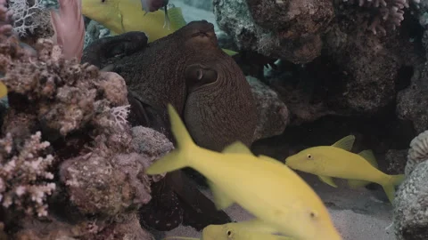 Big Blue Octopus (Octopus cyanea) in Coral Reef, Underwater Macro Shot 5. Stock Footage 336952431