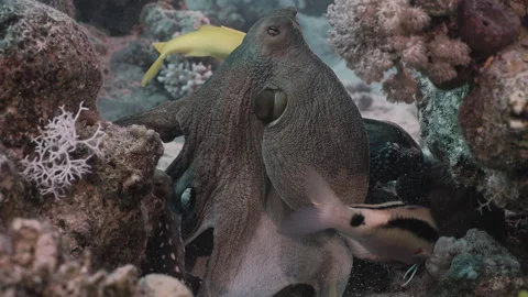 Big Blue Octopus (Octopus cyanea) with Reef Fish, Macro Shot 6. Stock Footage 336952468