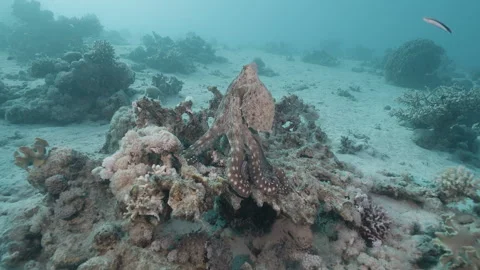 Big Blue Octopus (Octopus cyanea) in Coral Reef, Underwater Macro. Stock Footage 336952635