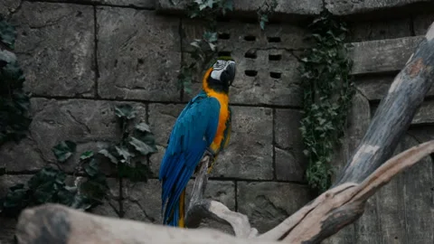 Big blue parrot 스톡 동영상 141614219