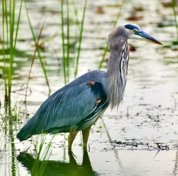 Big blue 스톡 사진