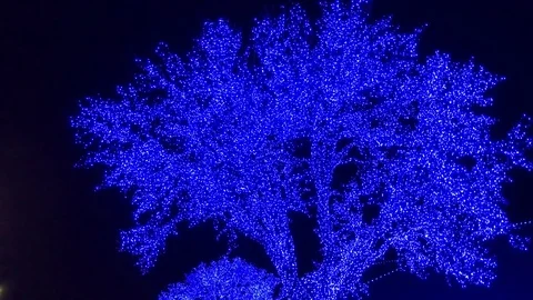 Big Blue Tree Lit Up at Night Vidéo 81374594