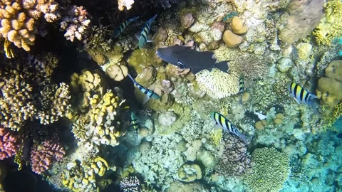Big Blue Triggerfish (Pseudobalistes Fuscus) swim near Coral Reef fish pit stop Video stock 177889536