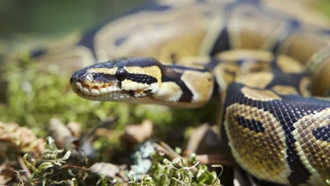 Big boa constrictor close-up. The boa constrictor lies on the ground, hisses and 스톡 동영상 156724476
