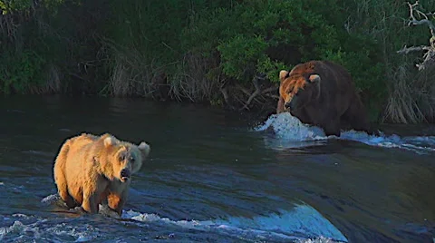 Big Boar Brown Bear Intimidates Blonde Colored Bear on Falls Stock Footage 50401426
