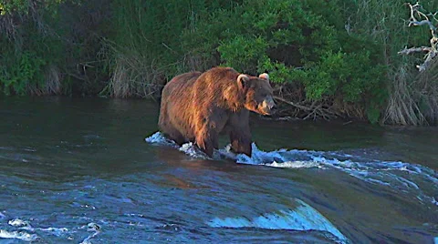 Big Boar Brown Bear Stands on Falls Sniffing for a Sow in Estrus Stock Footage 50390178