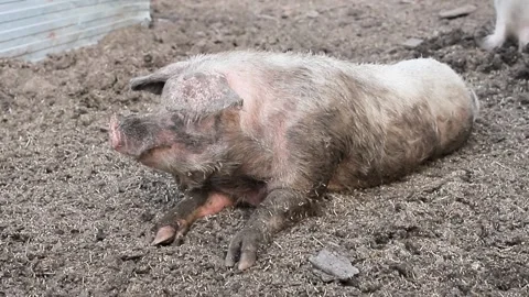 The big boar is lying in the mud. The breeding of livestock. Pig breeding Stock Footage 136146370