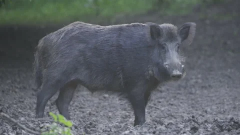 Big boar wild hog in the forest Stock Footage 138483354