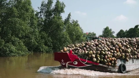 A big boat carrying full of coconut running on Mekong River Stock Footage 107991453