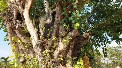 Big Bodhi tree under the sunlight Stock Footage 263963042