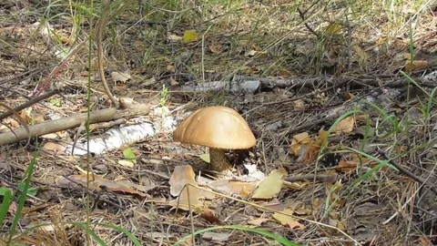 Big boletus among pine needles Video stock 118803452