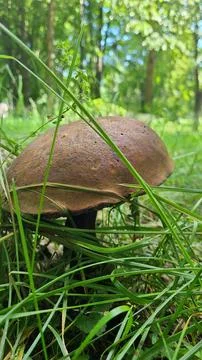 A big boletus in the dense grass Stock Photos