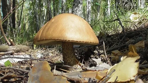 Big boletus in the forest Video stock 118803456