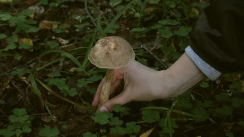 Big boletus in the forest 库存影片 148328323