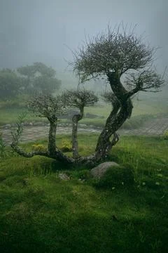 Big Bonsai Stock Photos
