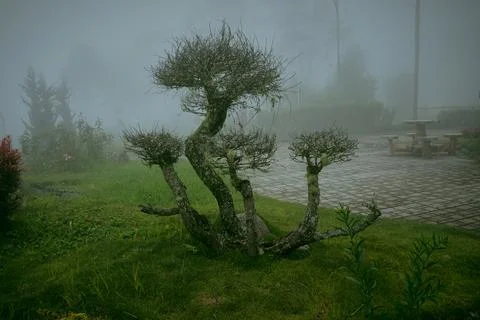 Big Bonsai Stock Photos