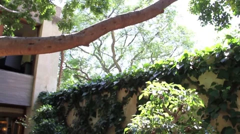 Big bonsai tree Video stock 51535860