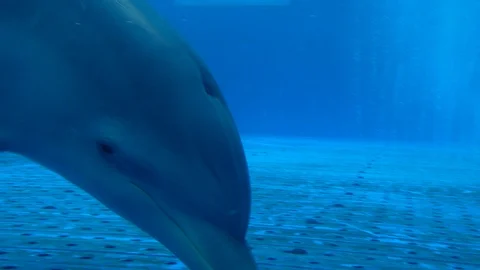 A big Bottlenose dolphin are looking in camera Video stock 88951652