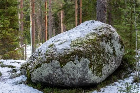 Big boulder in the forest. Stock Photos