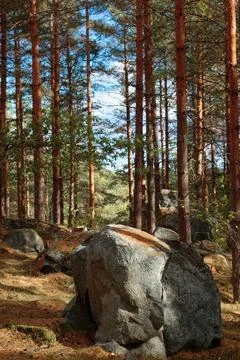 Big boulder in the middle of a pine tree woods Stock Photos