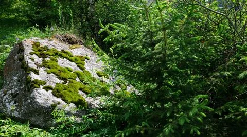 Big Boulder in the Moss Stock Photos