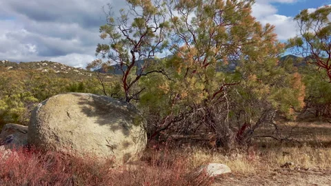 Big boulder rock between shrubs at fall at the Hills of California Stock-Footage 217394266
