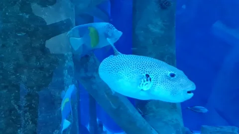 Big Box Fish Stock Footage 197403699