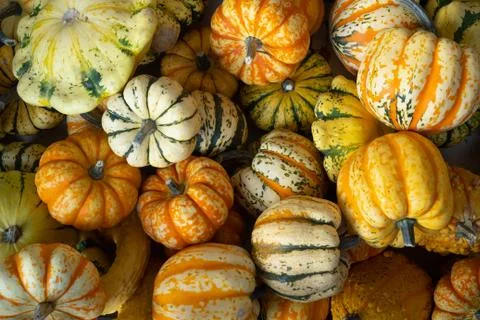 A big box full of decorative pumpkins Stock Photos