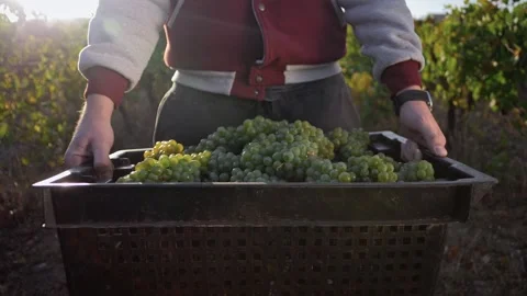 Big box full of white Sauvignon Blanc wine grapes in the hands of a winegrower. Stock Footage 270061768