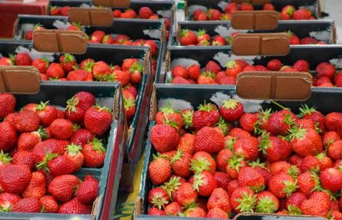 Big boxes of strawberries Stock Photos