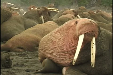 Big boy Stock Footage 11110350