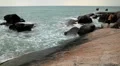Big Boys, Teen Playing on Big Granitic Rocks, Big Waves, Ko Samui, Thailand HD Footage
