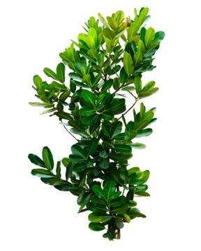 The big bramble on white background Stock Photos